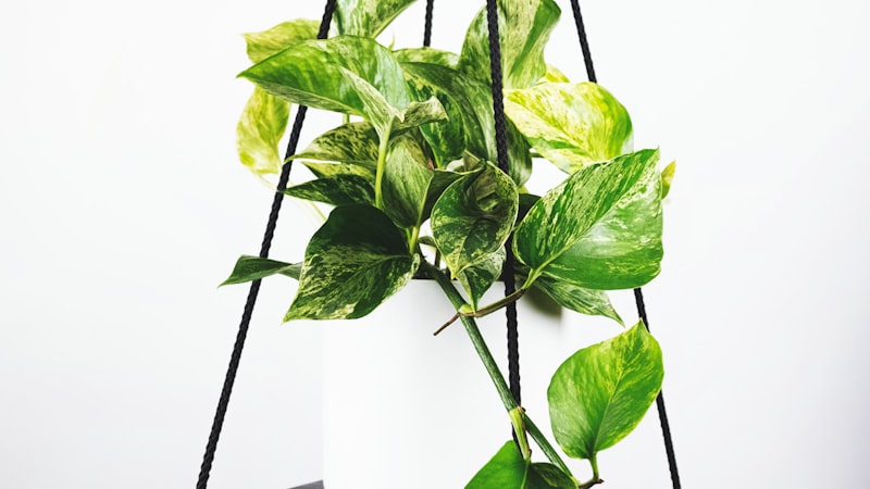 世界杯官方票务销售方案正式公布